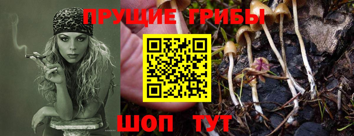 Чайковский  Псилоцибиновые грибы GOLDEN TEACHER  Вход с VPN 